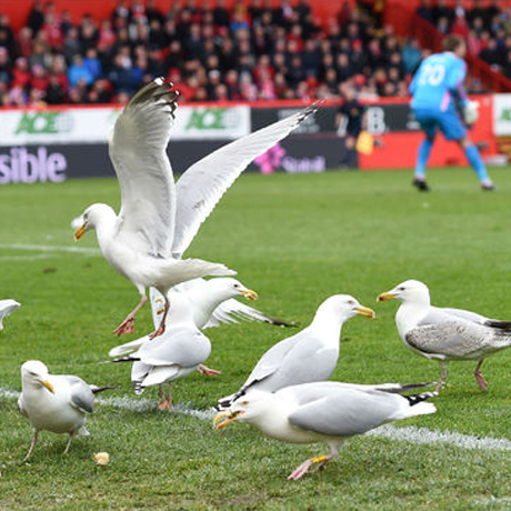seagull control at AFC